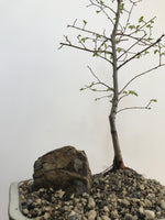 CHINESE ELM - MiniGardens NZ