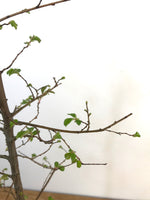 CHINESE ELM - MiniGardens NZ