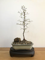 CHINESE ELM - MiniGardens NZ