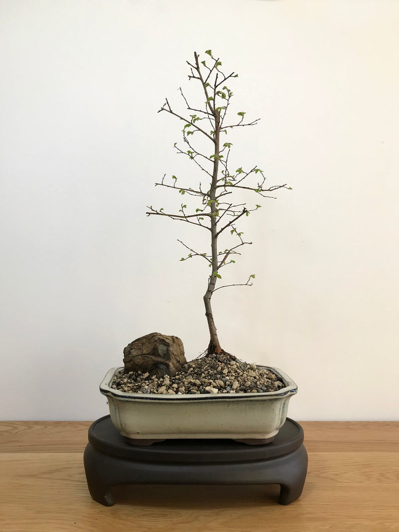 CHINESE ELM - MiniGardens NZ