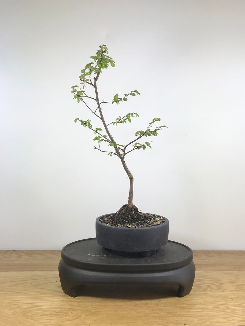 CHINESE ELM (CE09001) - MiniGardens NZ