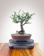 CHINESE ELM (CE2211001)