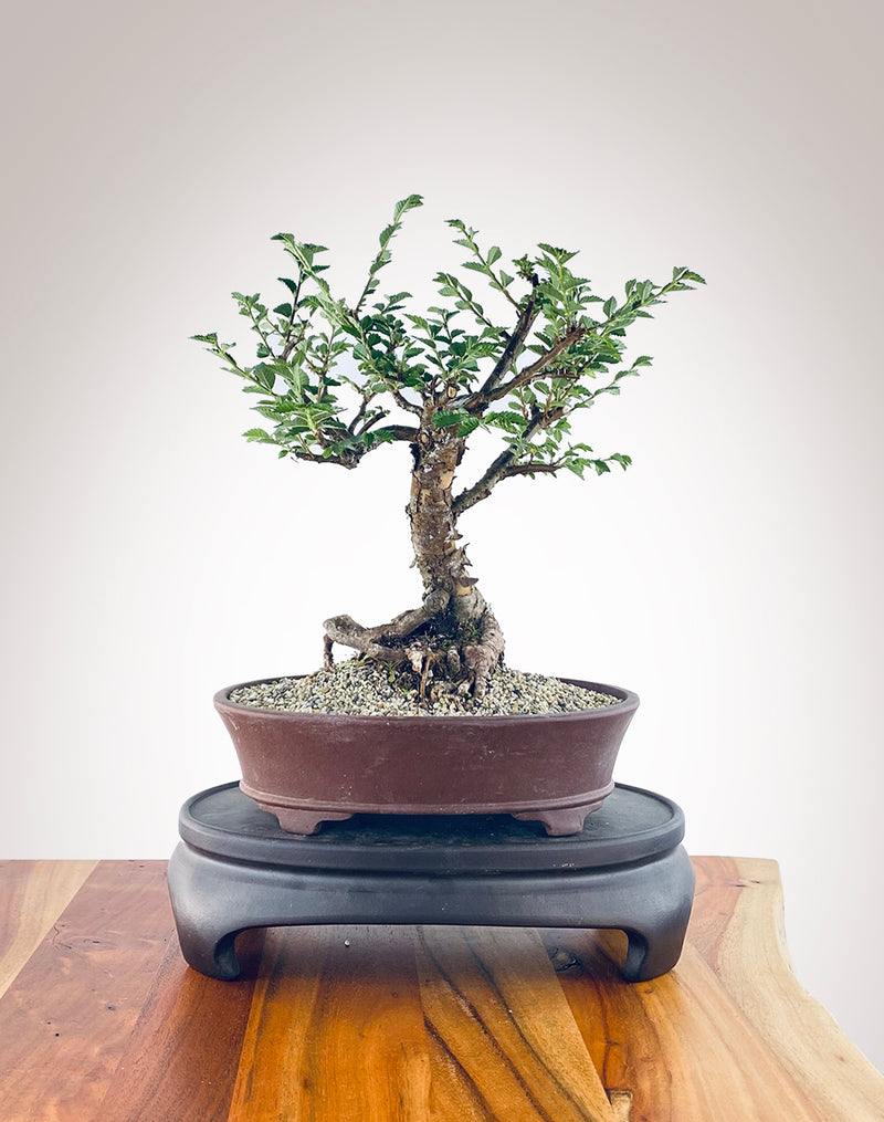 CHINESE ELM (CE2211001)