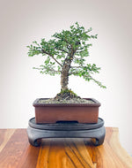 CHINESE ELM (CE2211002)