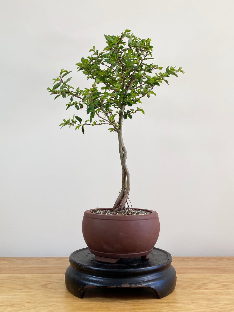 CHINESE ELM (CE2103001)