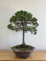 CHINESE JUNIPER (FORMAL) - MiniGardens NZ