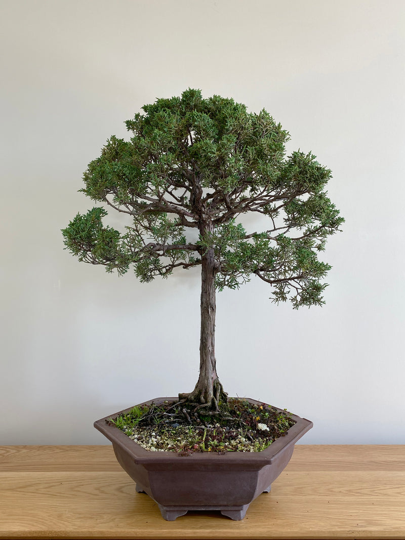 CHINESE JUNIPER (FORMAL) - MiniGardens NZ