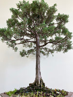 CHINESE JUNIPER (FORMAL) - MiniGardens NZ