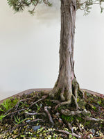 CHINESE JUNIPER (FORMAL) - MiniGardens NZ