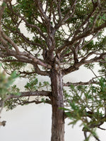 CHINESE JUNIPER (FORMAL) - MiniGardens NZ