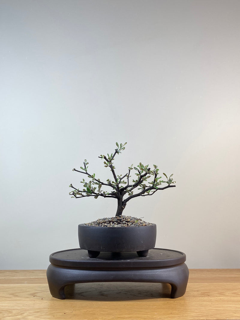 COROKIA - NZ NATIVE (CK03003) - MiniGardens NZ