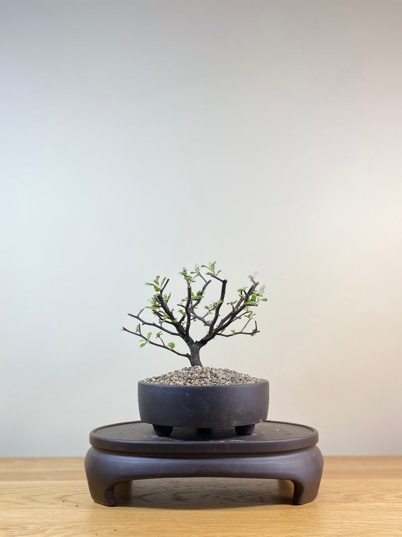 COROKIA - NZ NATIVE (CK03005) - MiniGardens NZ