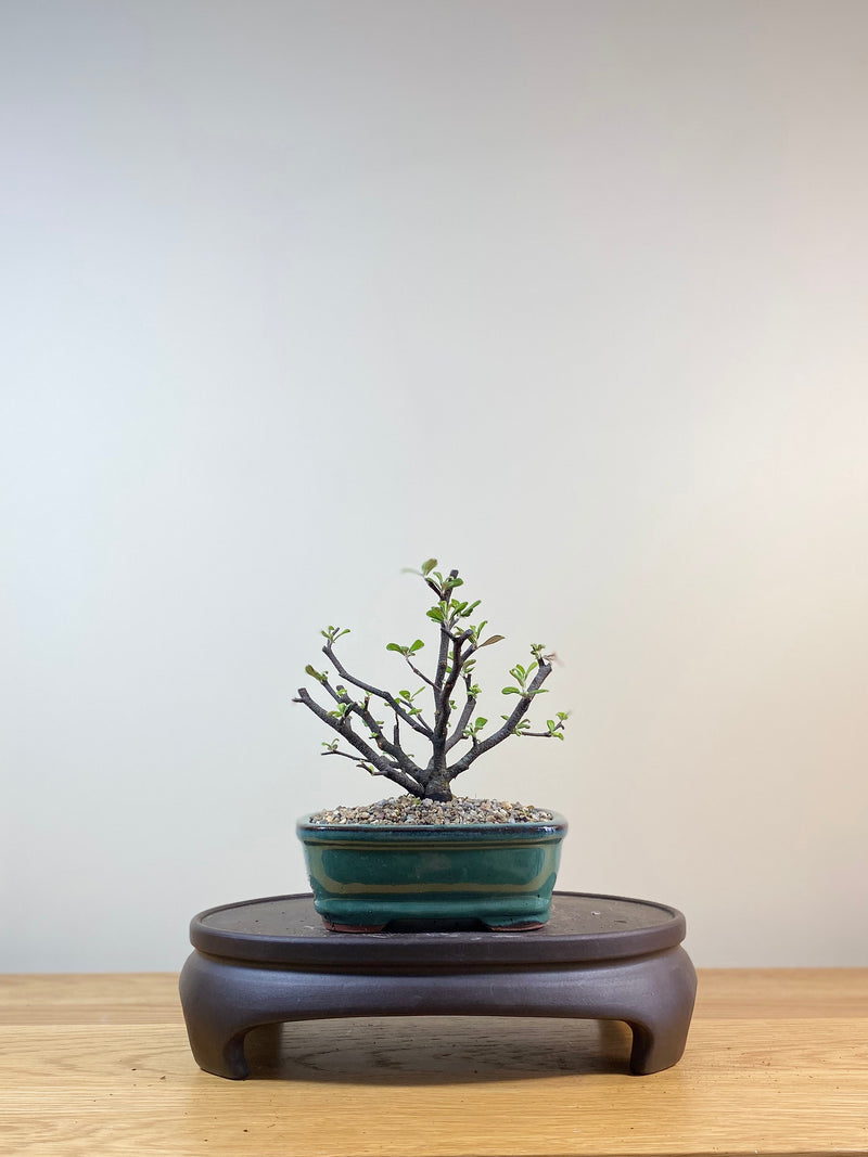 COROKIA - NZ NATIVE (CK03006) - MiniGardens NZ