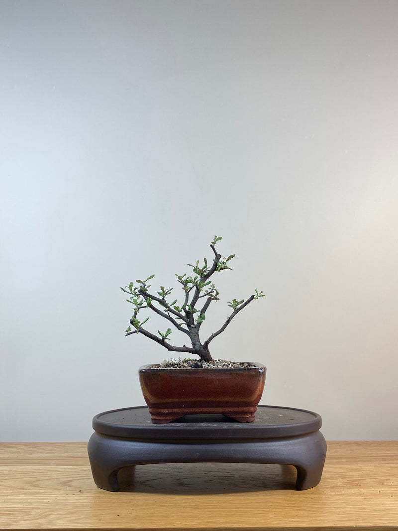 COROKIA - NZ NATIVE (CK03007) - MiniGardens NZ