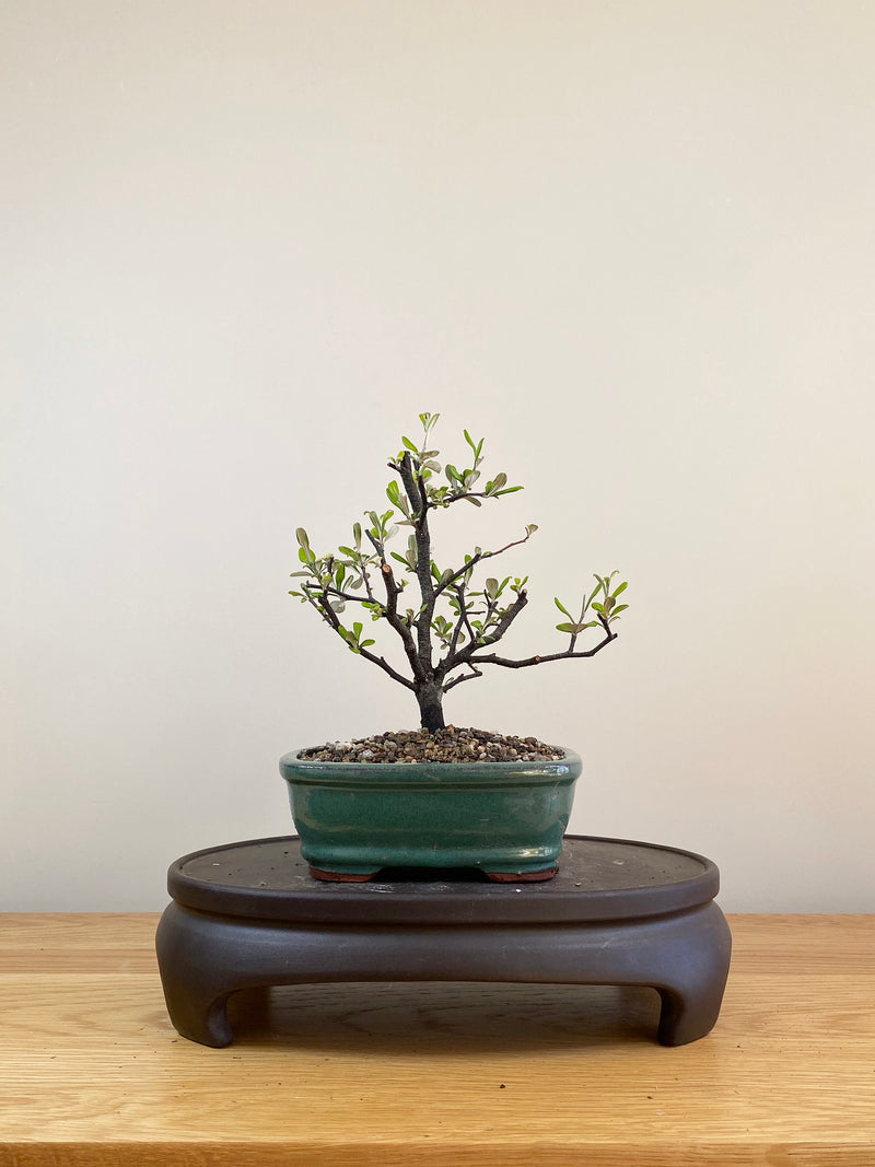 COROKIA - NZ NATIVE (CK05000) - MiniGardens NZ