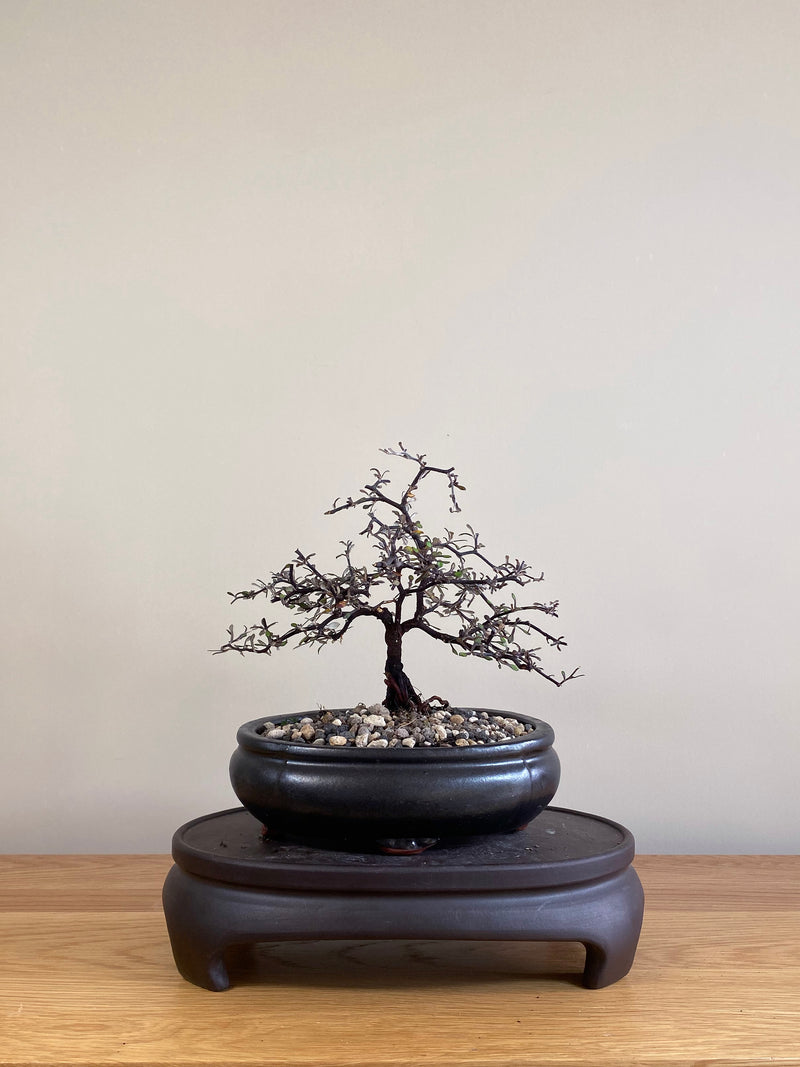 COROKIA - NZ NATIVE (CK05010)