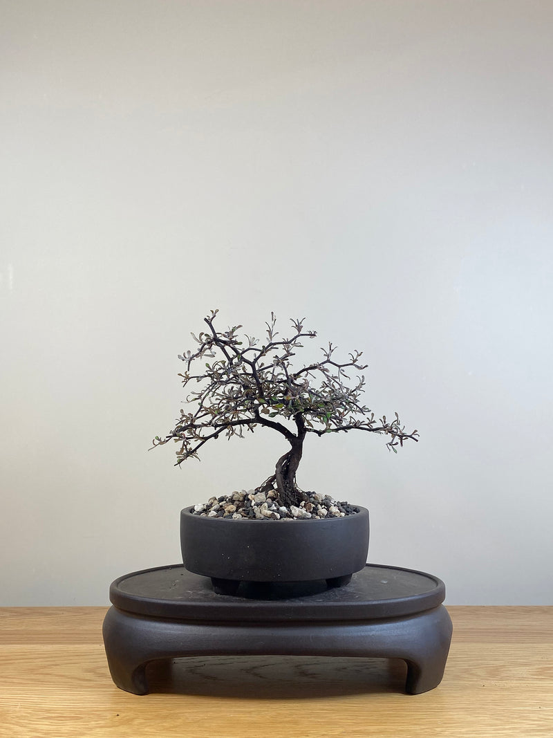 COROKIA - NZ NATIVE (CK05010)