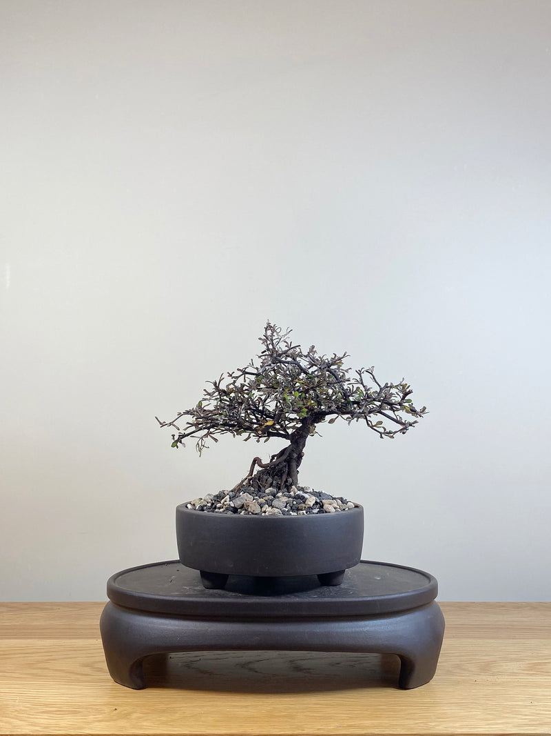 COROKIA - NZ NATIVE (CK05012)