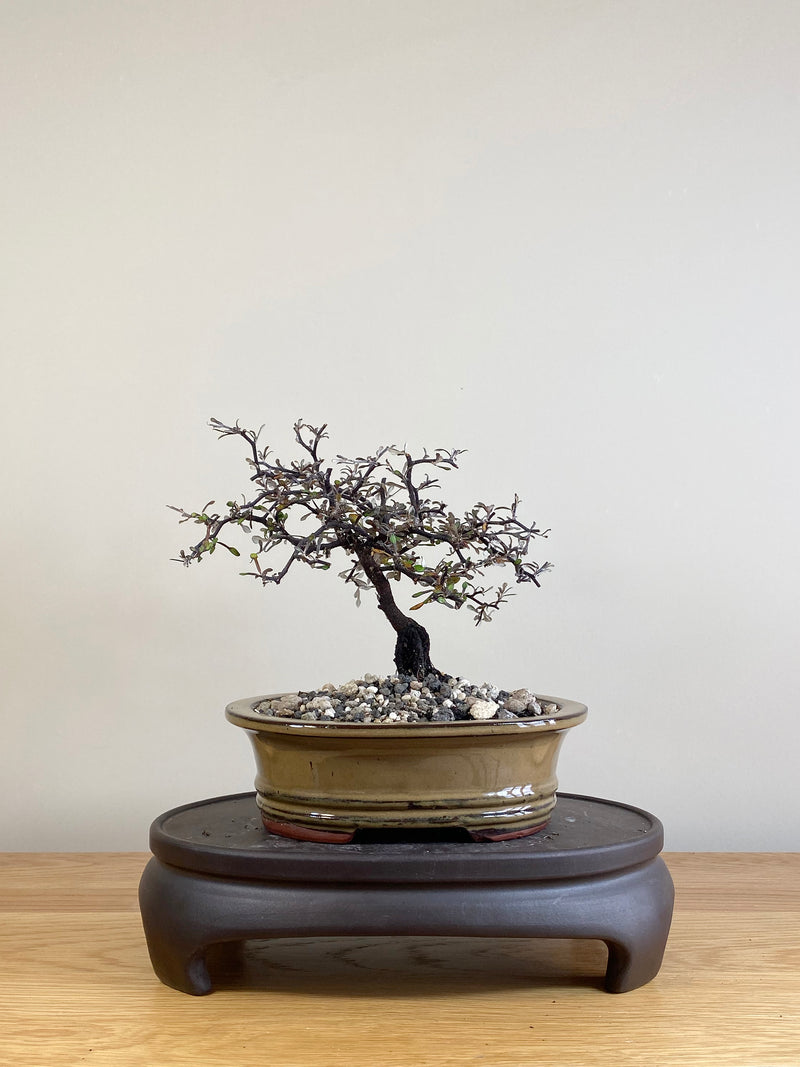 COROKIA - NZ NATIVE (CK05013)