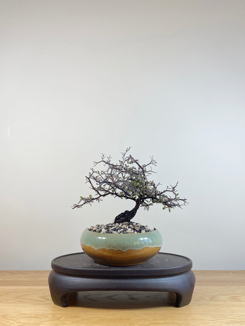 COROKIA - NZ NATIVE (CK05013)