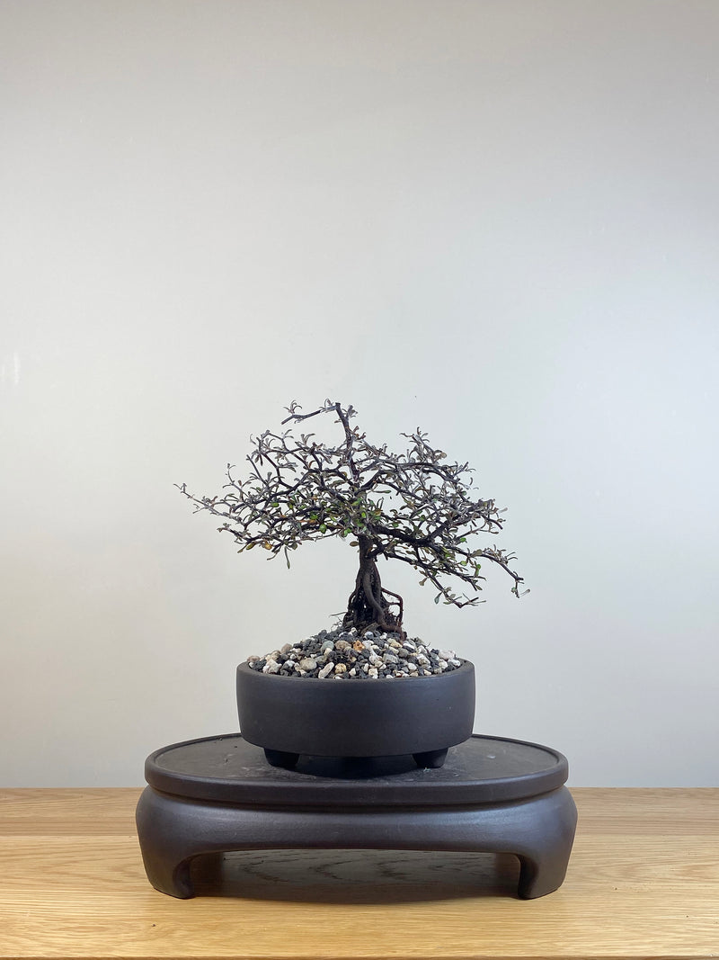 COROKIA - NZ NATIVE (CK05014)