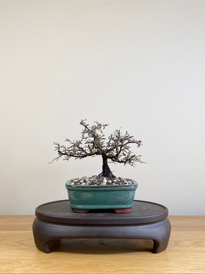 COROKIA - NZ NATIVE (CK05014)