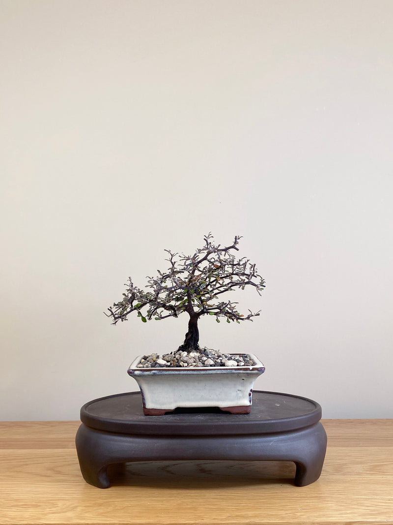 COROKIA - NZ NATIVE (CK05017)