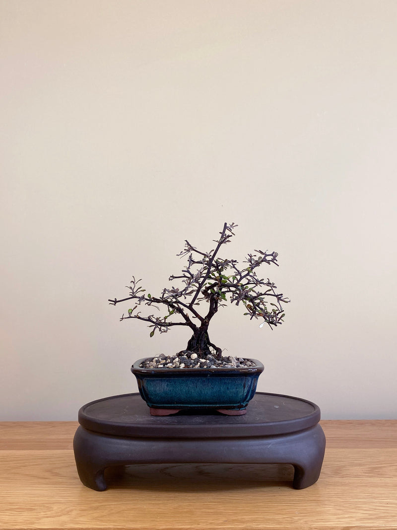 COROKIA - NZ NATIVE (CK05019)