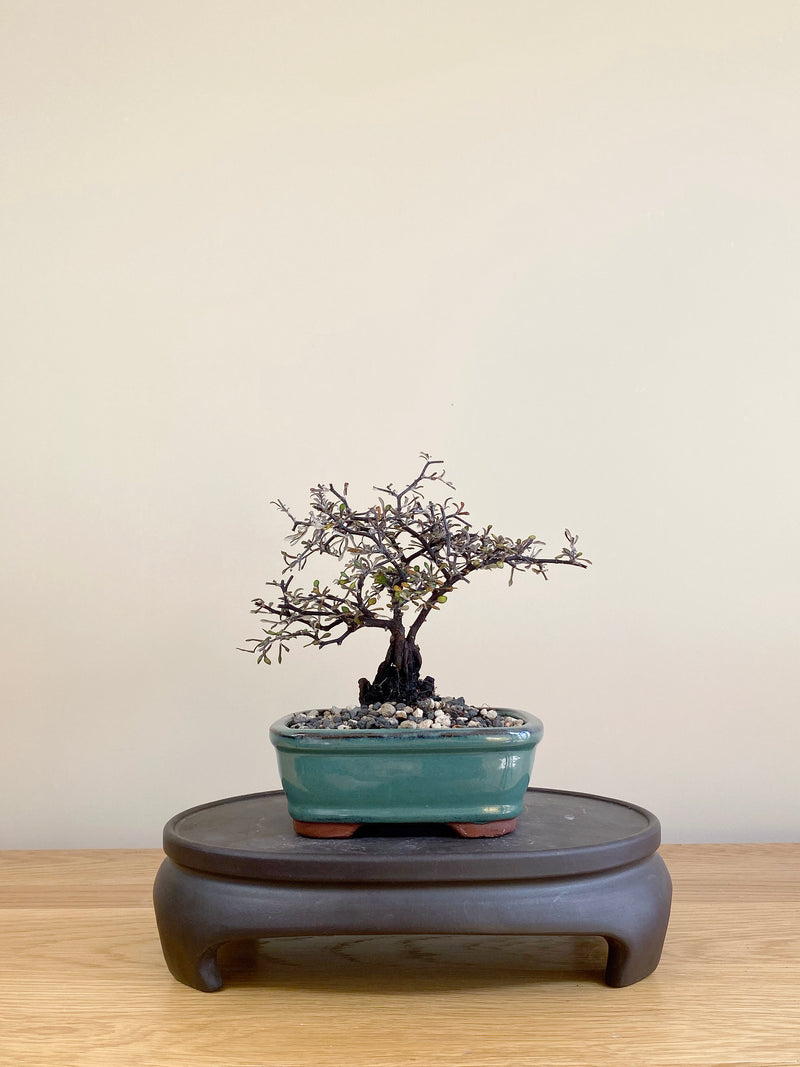 COROKIA - NZ NATIVE (CK05020)