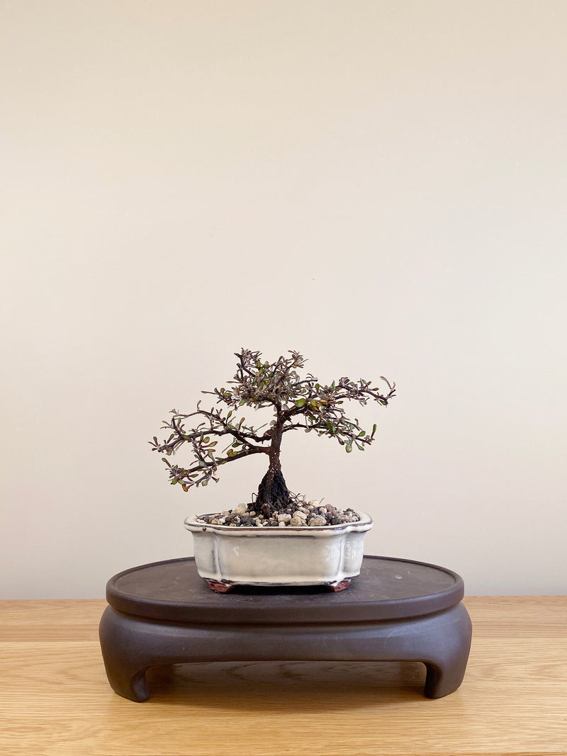 COROKIA - NZ NATIVE (CK05021)