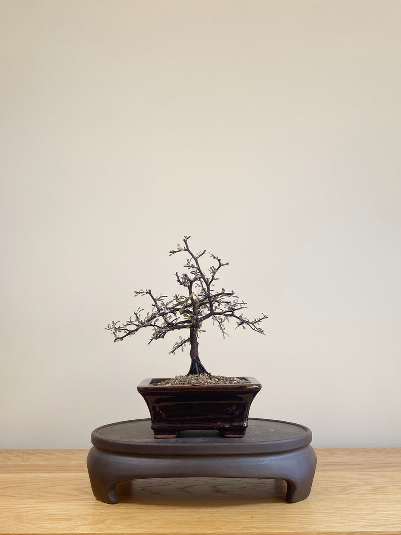 COROKIA - NZ NATIVE (CK06002)