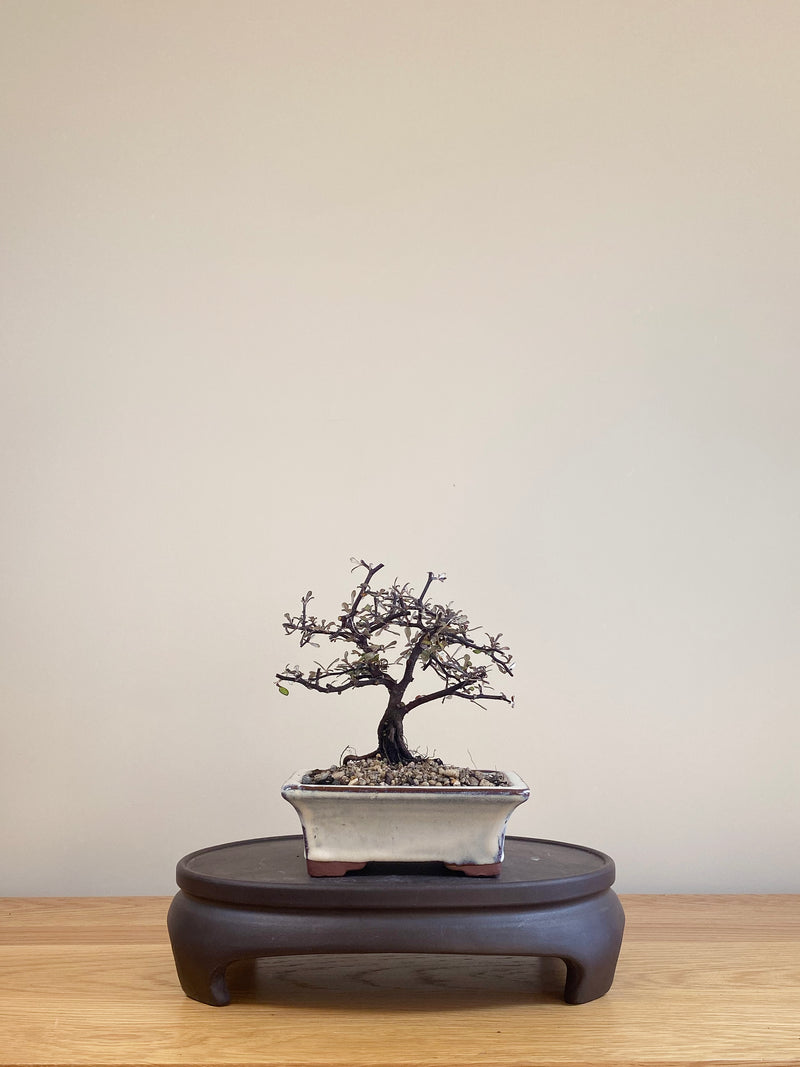 COROKIA - NZ NATIVE (CK06003)