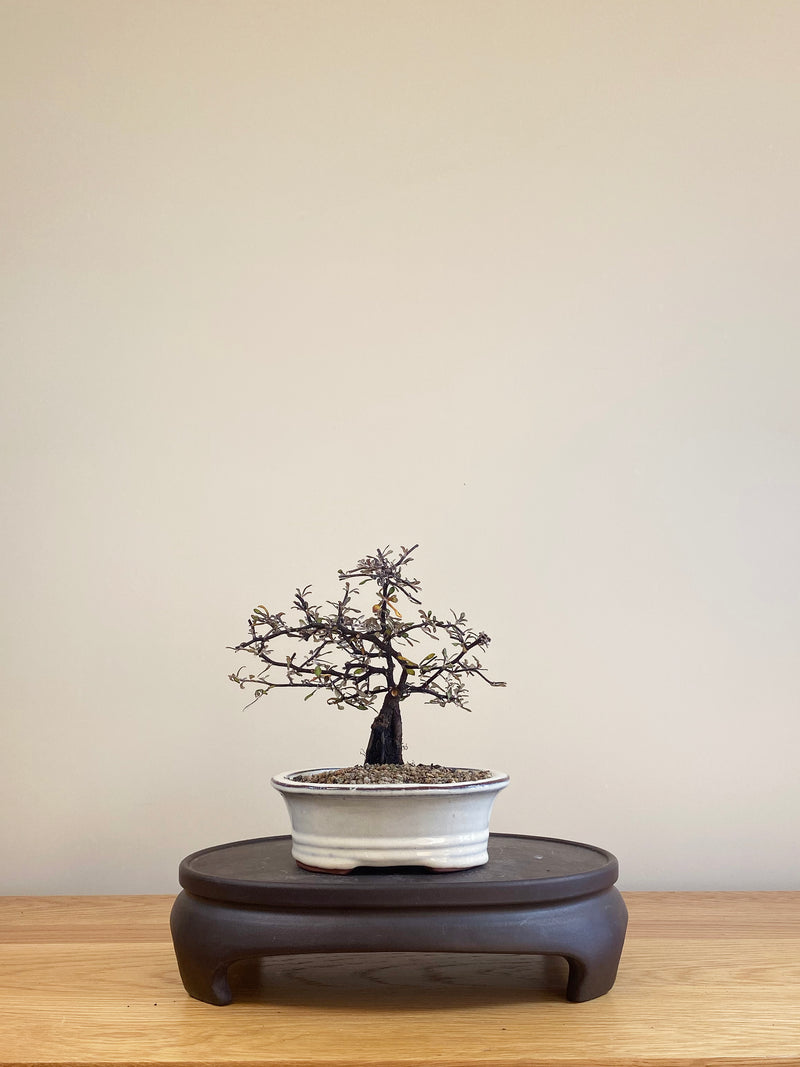 COROKIA - NZ NATIVE (CK06004)