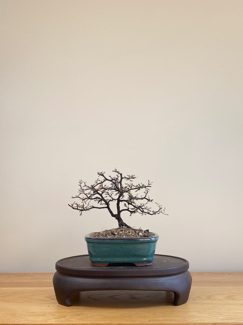 COROKIA - NZ NATIVE (CK06005)