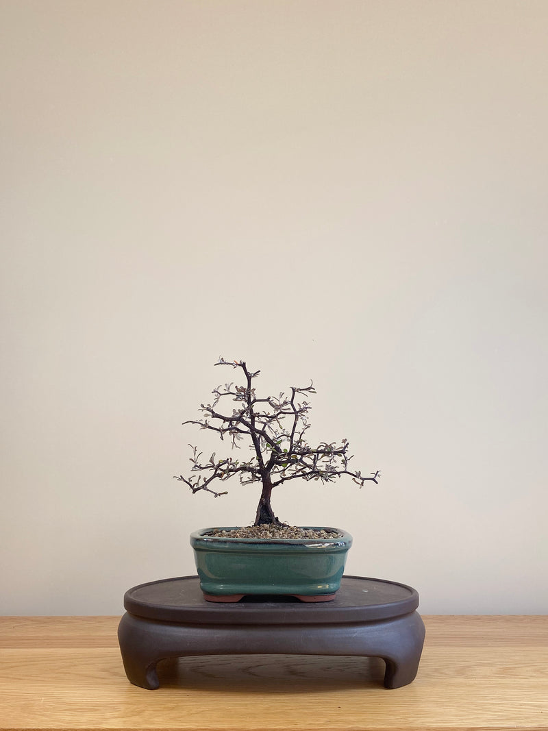 COROKIA - NZ NATIVE (CK06006)