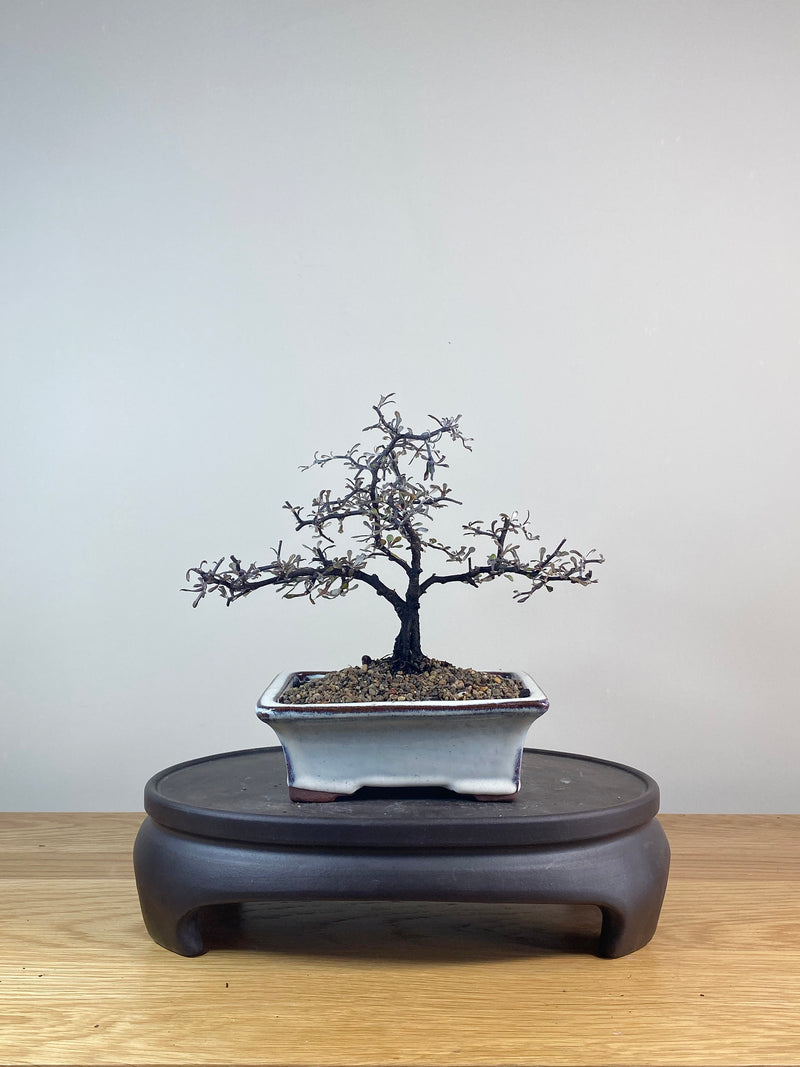 COROKIA - NZ NATIVE (CK06020)