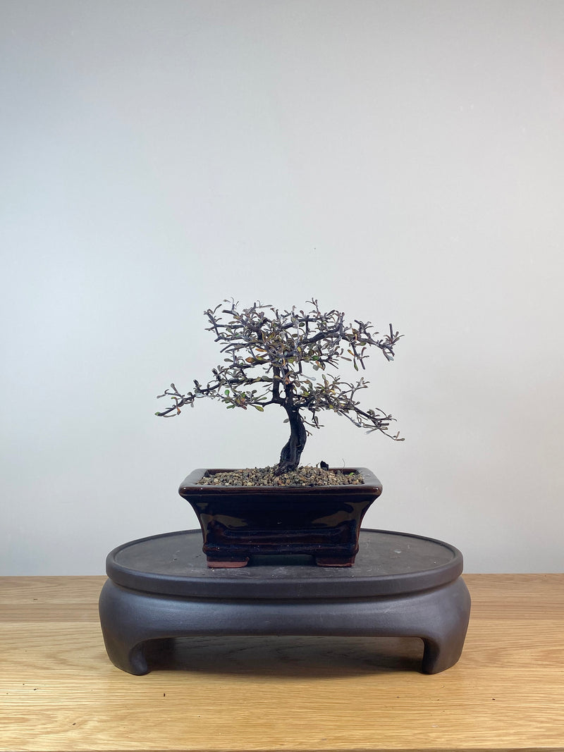 COROKIA - NZ NATIVE (CK06021)