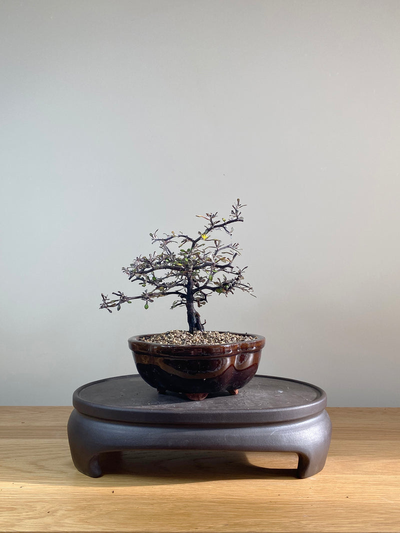 COROKIA - NZ NATIVE (CK06022)