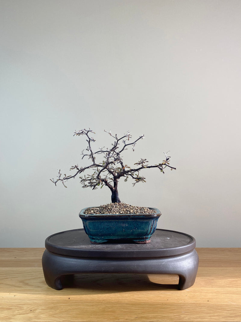 COROKIA - NZ NATIVE (CK06023)