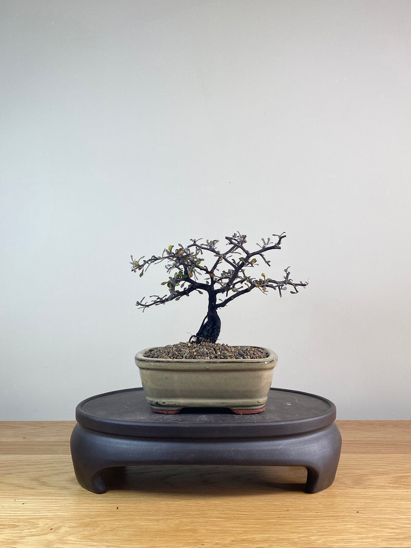 COROKIA - NZ NATIVE (CK06025)