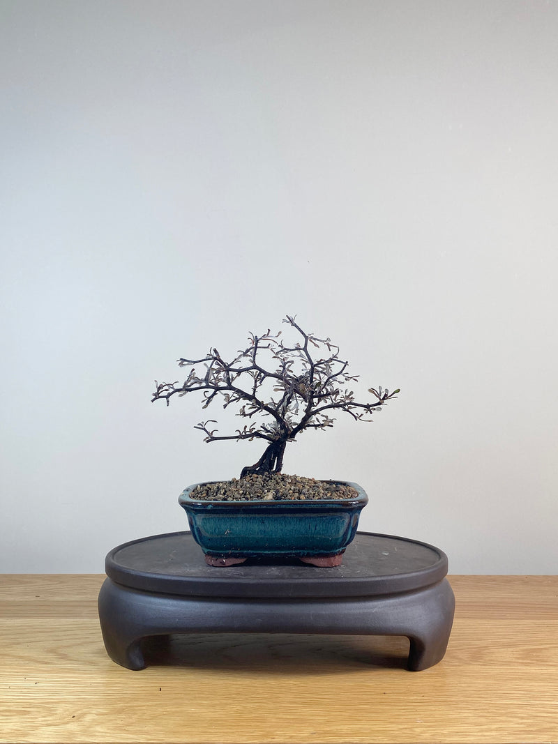 COROKIA - NZ NATIVE (CK06026)