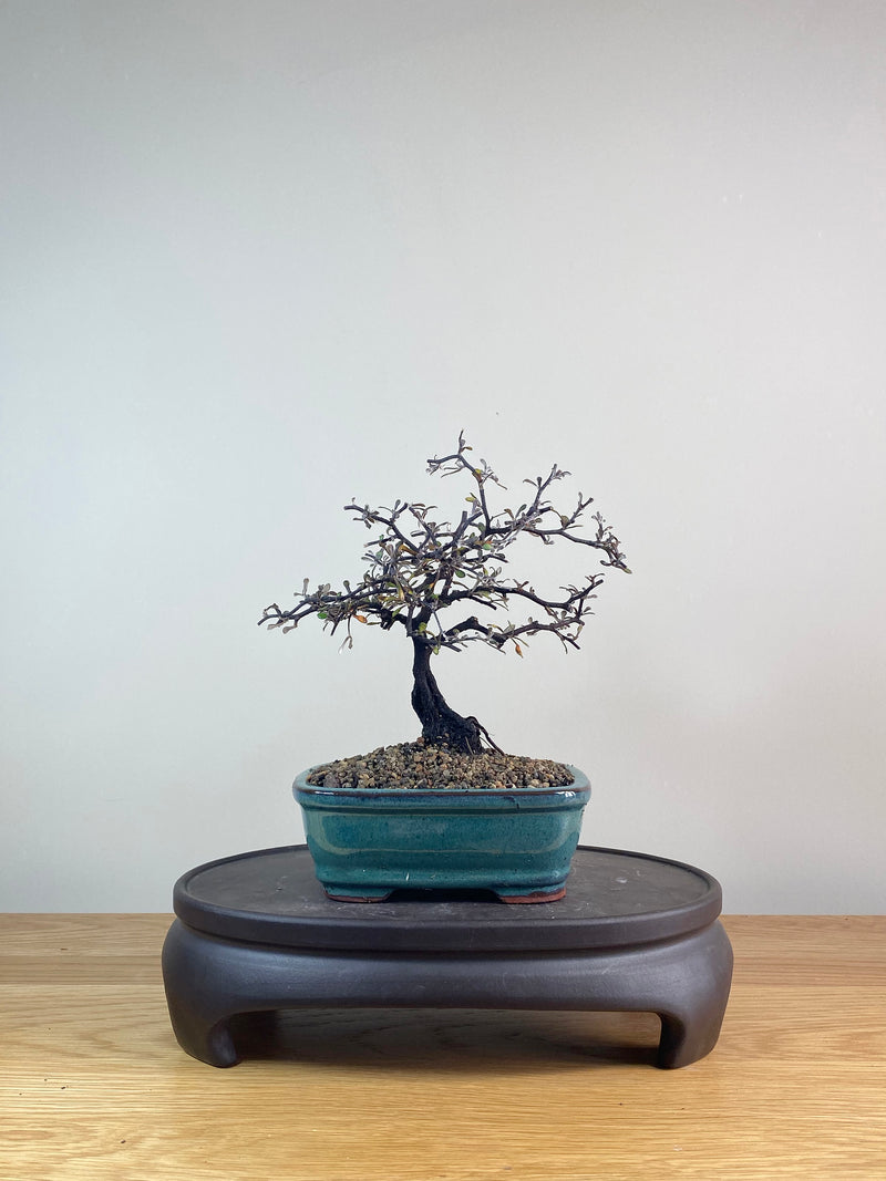 COROKIA - NZ NATIVE (CK06027)