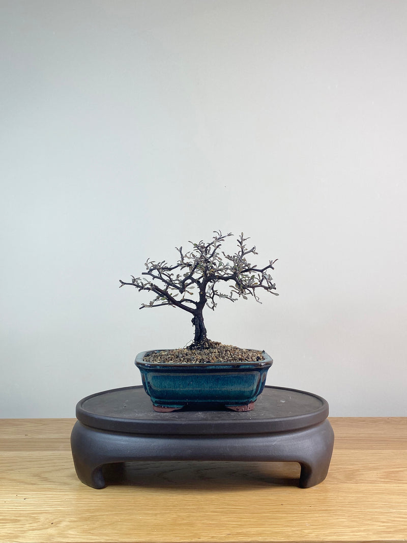 COROKIA - NZ NATIVE (CK06028)