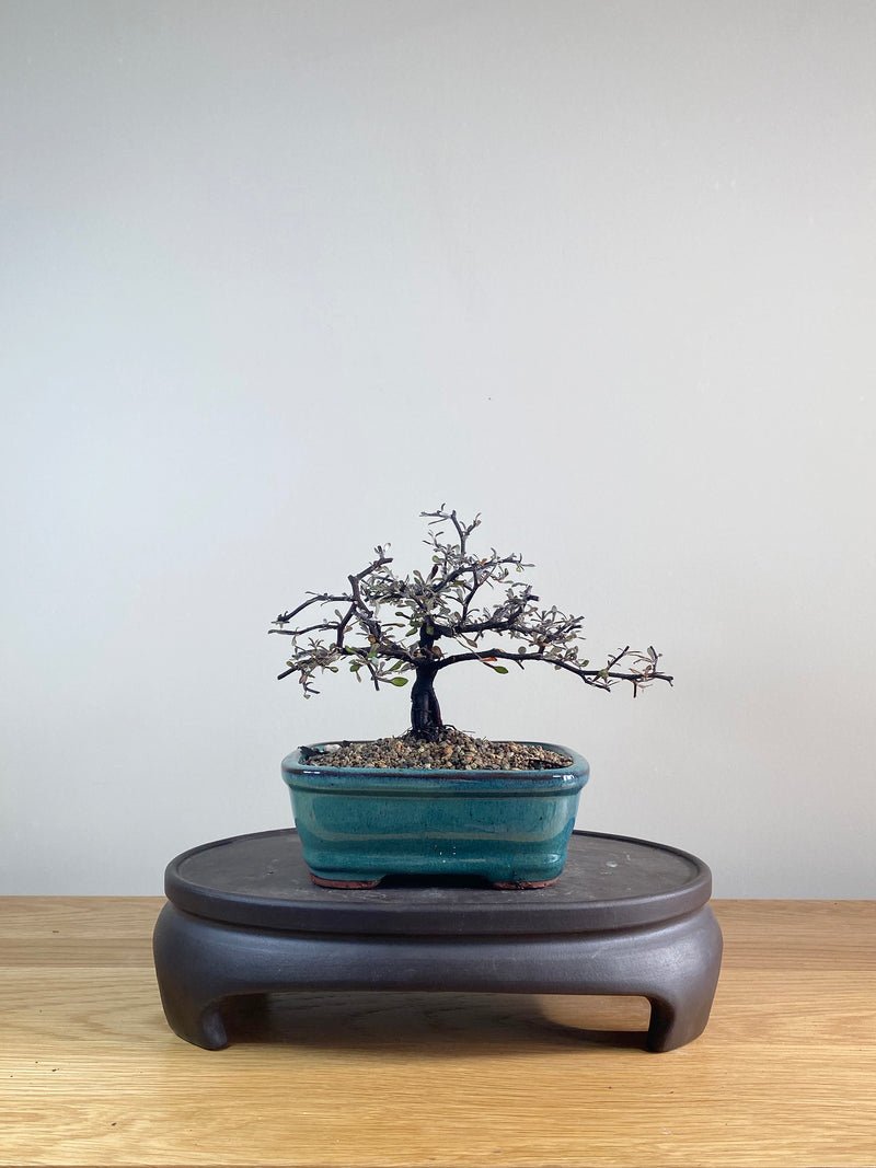 COROKIA - NZ NATIVE (CK06030)