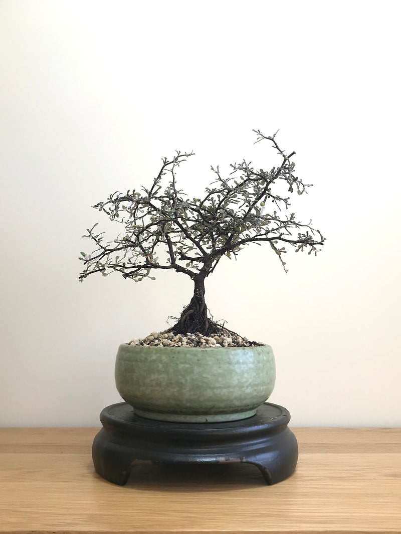 COROKIA - NZ NATIVE (CK07001) - MiniGardens NZ