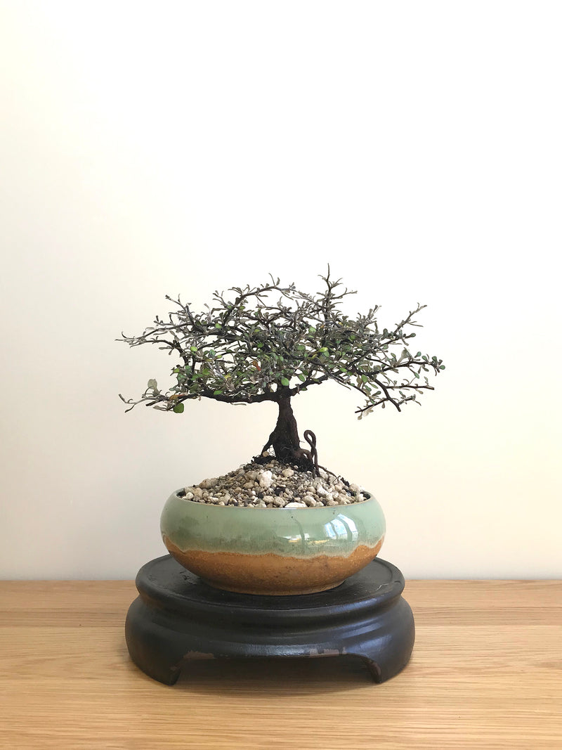 COROKIA - NZ NATIVE (CK07002) - MiniGardens NZ