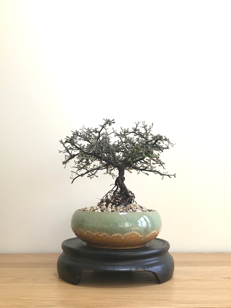 COROKIA - NZ NATIVE (CK07003) - MiniGardens NZ