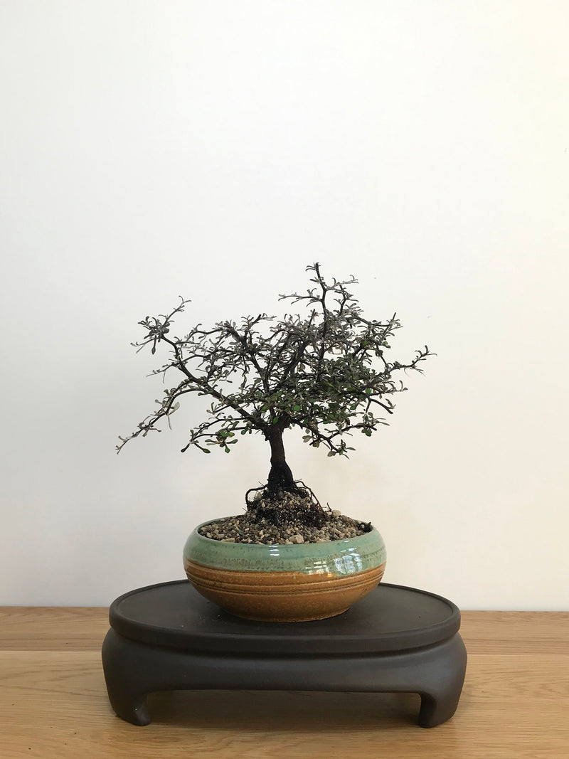 COROKIA - NZ NATIVE (CK07005) - MiniGardens NZ