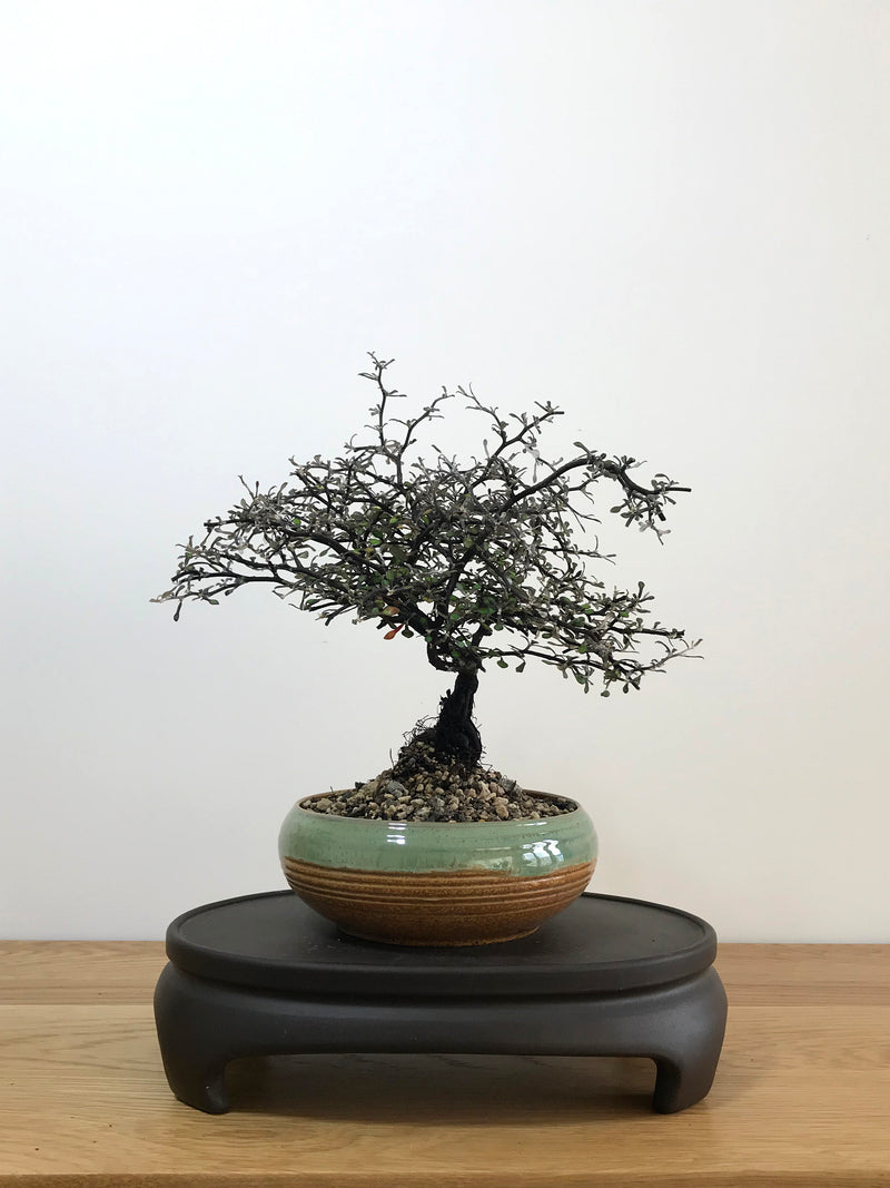 COROKIA - NZ NATIVE (CK07006) - MiniGardens NZ