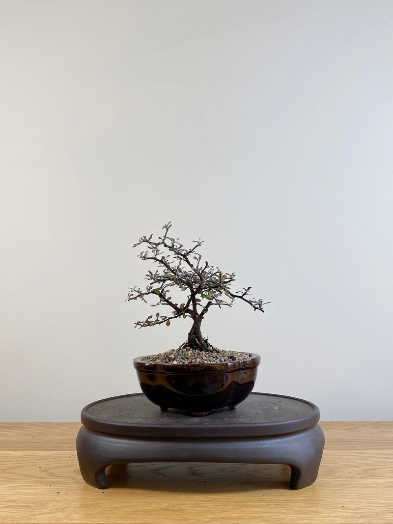 COROKIA - NZ NATIVE (CK07020)